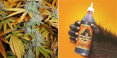 What are the disadvantages of Gorilla Glue?
