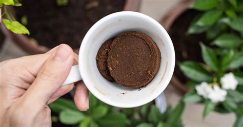 What are the disadvantages of coffee grounds as fertilizer?