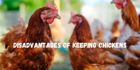 What are the disadvantages of keeping chickens?