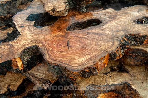 What are the disadvantages of olive wood?