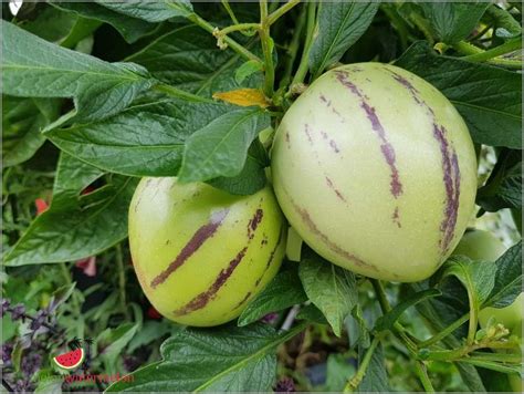 What are the disadvantages of pepino melon?