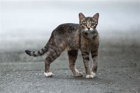 What are the disadvantages of stray cats?