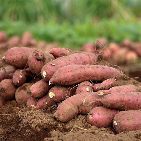 What are the disadvantages of sweet potatoes?
