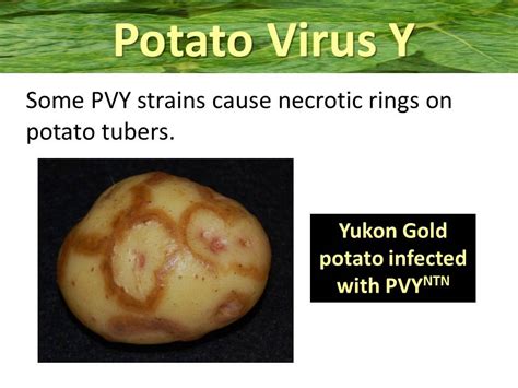 What are the effects of potato virus?