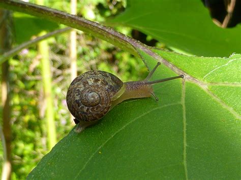 What are the enemies of garden snails?