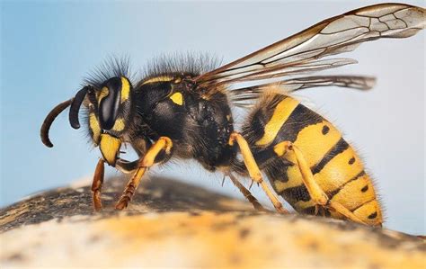 What are the enemies of yellow jackets?
