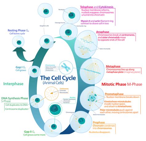 What are the factors that affect cell size?