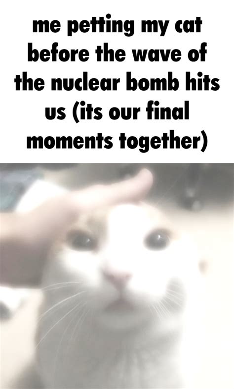 What are the final moments of a cat?