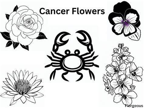 What are the flowers of cancer?
