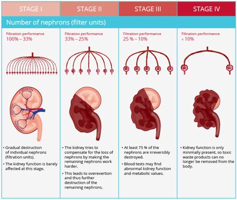 What are the four stages of kidney failure in cats?