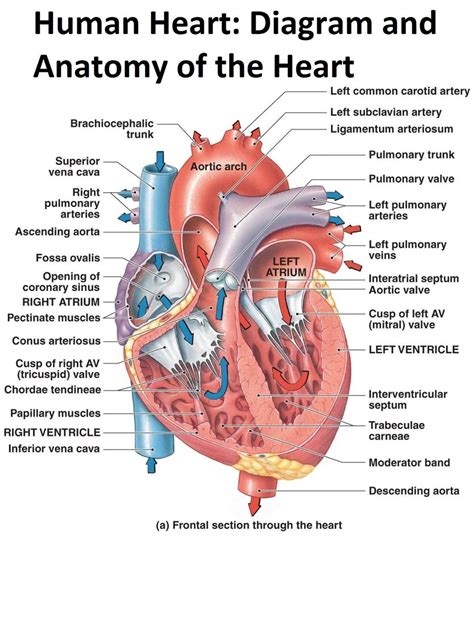 What are the internal structure of the heart?