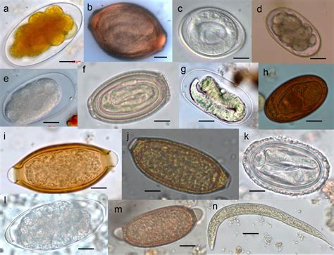 What are the intestinal parasites in lizards?