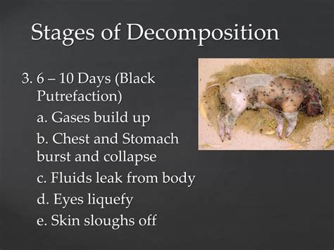 What are the last organs to decompose?