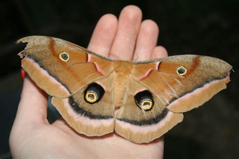 What are the moths that look like butterflies?