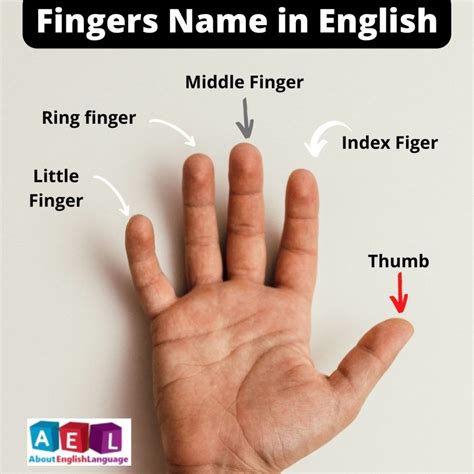 What are the names of the fingers in British English?