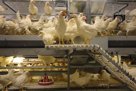 What are the negative effects of debeaking chickens?