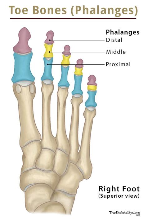 What are the parts of the second toe?