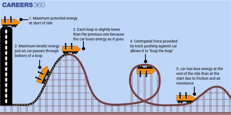 What are the physiological effects of roller coasters?