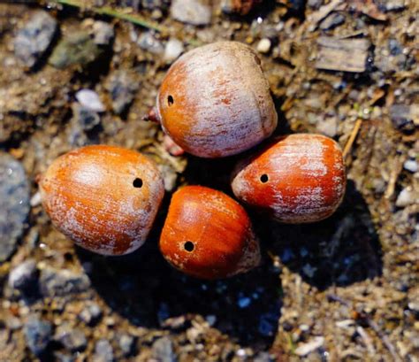 What are the pinholes in acorns?