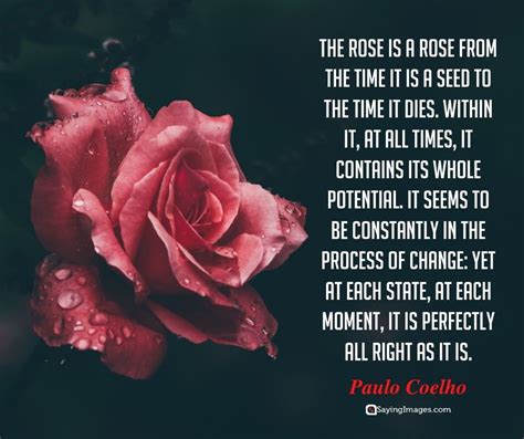 What are the powers of the rose?