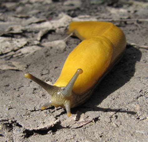 What are the predators of banana slugs?
