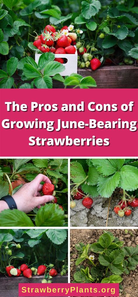 What are the pros and cons of strawberries?