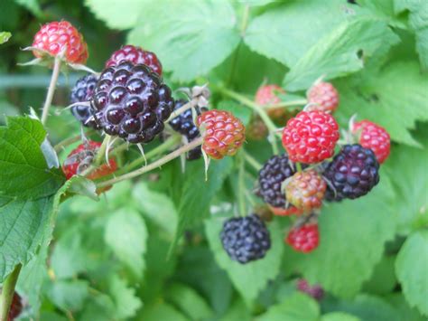 What are the raspberries that look like blackberries?