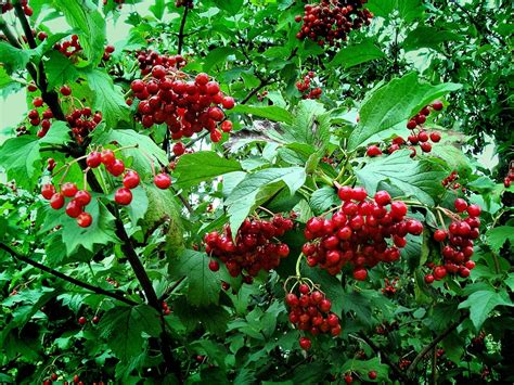 What are the red berries in Ukraine?