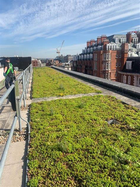 What are the risks of green roofs?
