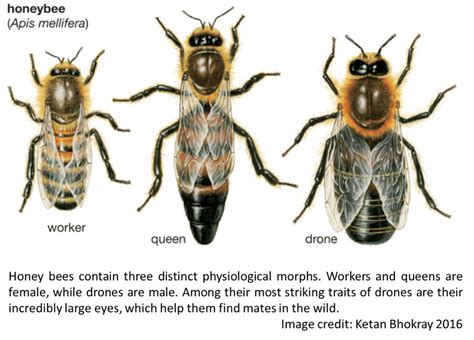 What are the sexes of bees?