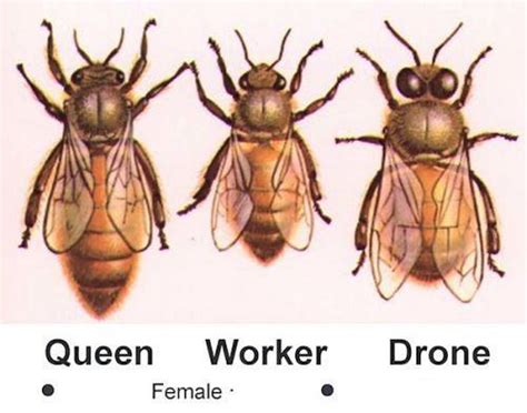 What are the sexes of bees?