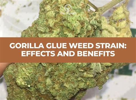 What are the side effects of Gorilla Glue?