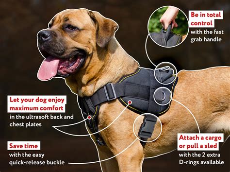What are the side effects of a dog harness?