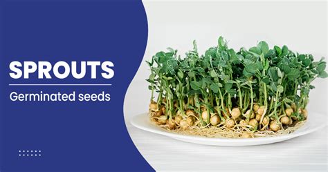 What are the side effects of eating raw sprouts?