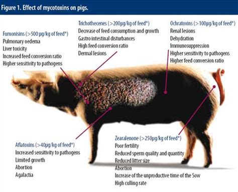 What are the side effects of pig oil?