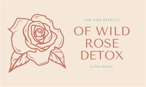 What are the side effects of the wild rose detox?