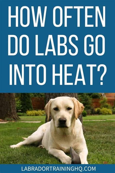 What are the signs of a Labrador in heat?