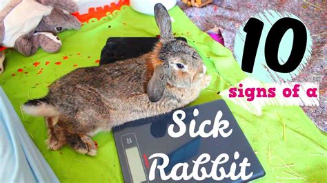What are the signs of a sick rabbit?
