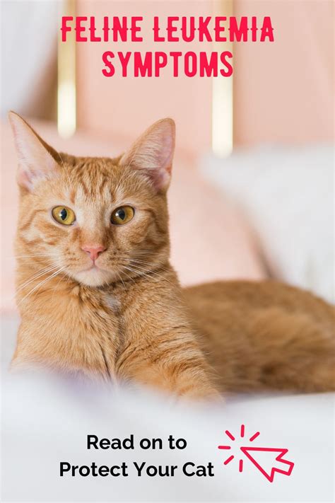 What are the signs of feline leukemia?