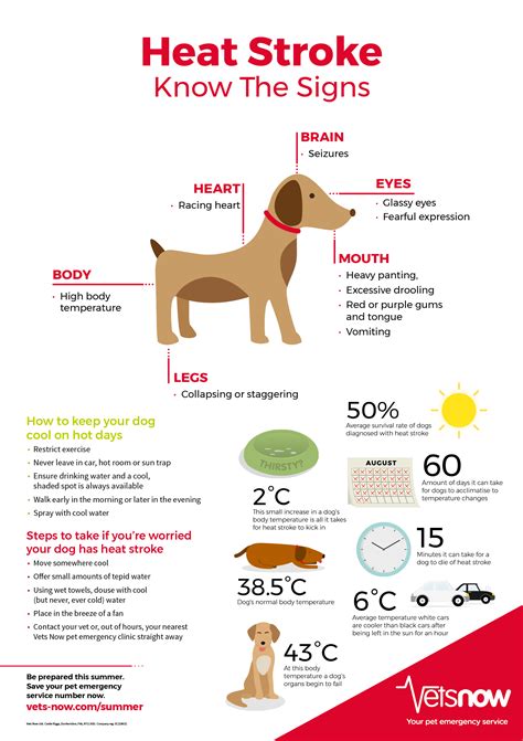 What are the signs of heat stroke in a dog?