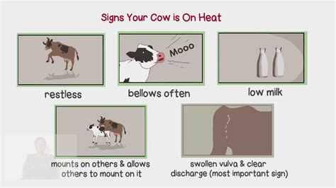 What are the signs of oestrus in beef cattle?