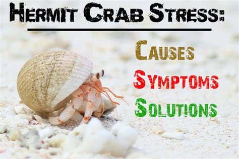 What are the signs of stress in a hermit crab?