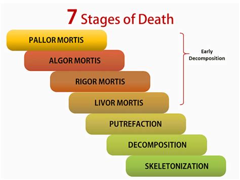 What are the six stages of dying?