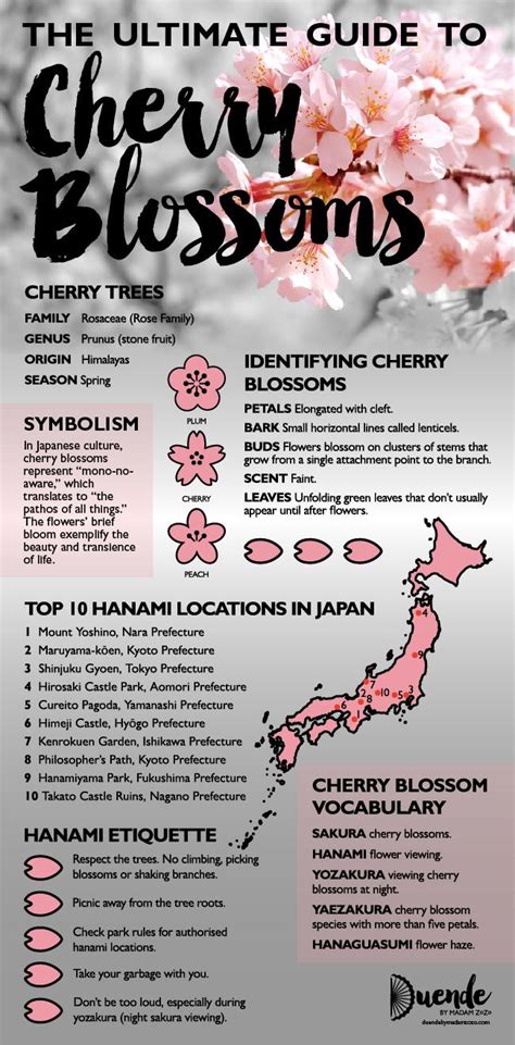 What are the spiritual benefits of cherry blossoms?