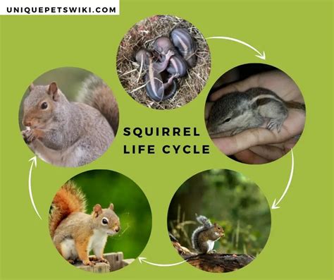 What are the stages of a squirrel's life?