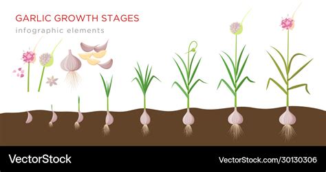 What are the stages of garlic growth?