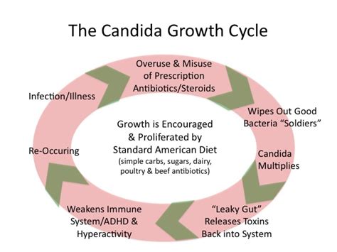 What are the stages of yeast infection?