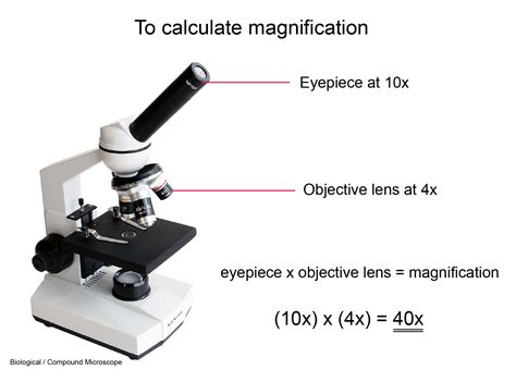 What are the steps to calculating actual size when using a microscope?