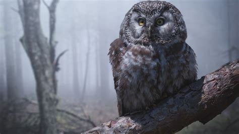 What are the superstitions about owls?