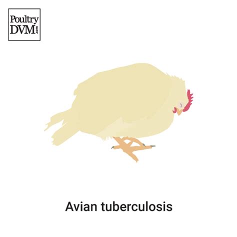 What are the symptoms of avian tuberculosis in birds?